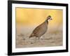 Northern Bobwhite Quail, Texas, USA-Larry Ditto-Framed Photographic Print