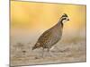 Northern Bobwhite Quail, Texas, USA-Larry Ditto-Mounted Photographic Print