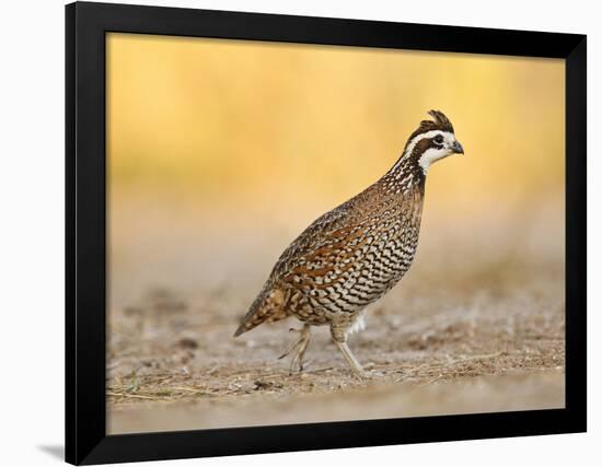 Northern Bobwhite Quail, Texas, USA-Larry Ditto-Framed Photographic Print