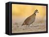 Northern Bobwhite Quail, Texas, USA-Larry Ditto-Framed Stretched Canvas