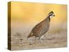 Northern Bobwhite Quail, Texas, USA-Larry Ditto-Stretched Canvas