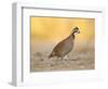 Northern Bobwhite Quail, Texas, USA-Larry Ditto-Framed Photographic Print