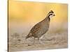 Northern Bobwhite Quail, Texas, USA-Larry Ditto-Stretched Canvas