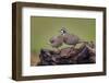 Northern Bobwhite, Rio Grande Valley, Texas-Adam Jones-Framed Photographic Print