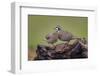 Northern Bobwhite, Rio Grande Valley, Texas-Adam Jones-Framed Photographic Print