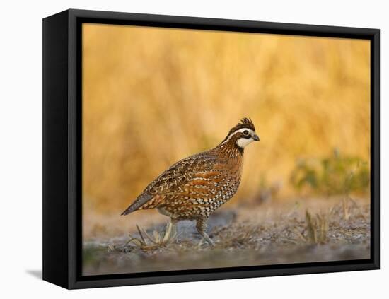 Northern Bobwhite, Texas, USA-Larry Ditto-Framed Stretched Canvas