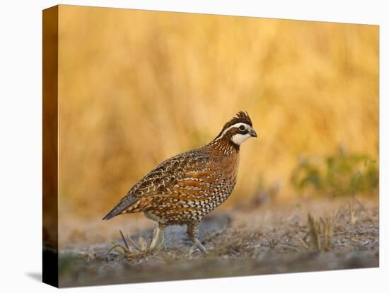 Northern Bobwhite, Texas, USA-Larry Ditto-Stretched Canvas