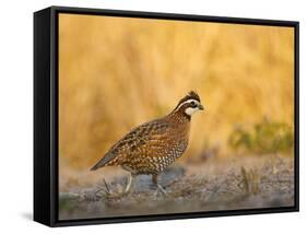 Northern Bobwhite, Texas, USA-Larry Ditto-Framed Stretched Canvas