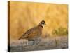 Northern Bobwhite, Texas, USA-Larry Ditto-Stretched Canvas