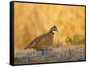 Northern Bobwhite, Texas, USA-Larry Ditto-Framed Stretched Canvas