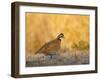 Northern Bobwhite, Texas, USA-Larry Ditto-Framed Premium Photographic Print