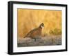 Northern Bobwhite, Texas, USA-Larry Ditto-Framed Premium Photographic Print