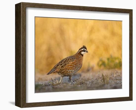 Northern Bobwhite, Texas, USA-Larry Ditto-Framed Photographic Print