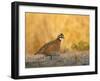 Northern Bobwhite, Texas, USA-Larry Ditto-Framed Photographic Print