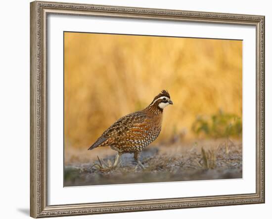 Northern Bobwhite, Texas, USA-Larry Ditto-Framed Photographic Print