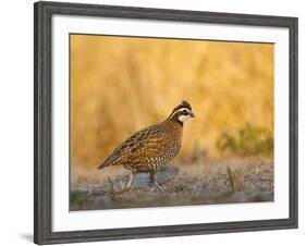 Northern Bobwhite, Texas, USA-Larry Ditto-Framed Photographic Print