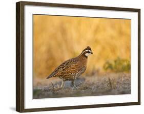 Northern Bobwhite, Texas, USA-Larry Ditto-Framed Photographic Print