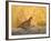 Northern Bobwhite, Texas, USA-Larry Ditto-Framed Photographic Print