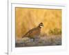 Northern Bobwhite, Texas, USA-Larry Ditto-Framed Photographic Print