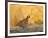 Northern Bobwhite, Texas, USA-Larry Ditto-Framed Photographic Print