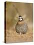 Northern Bobwhite, Texas, USA-Larry Ditto-Stretched Canvas