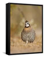 Northern Bobwhite, Texas, USA-Larry Ditto-Framed Stretched Canvas