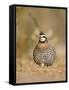 Northern Bobwhite, Texas, USA-Larry Ditto-Framed Stretched Canvas