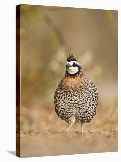 Northern Bobwhite, Texas, USA-Larry Ditto-Stretched Canvas