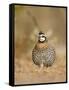 Northern Bobwhite, Texas, USA-Larry Ditto-Framed Stretched Canvas