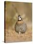 Northern Bobwhite, Texas, USA-Larry Ditto-Stretched Canvas