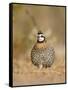 Northern Bobwhite, Texas, USA-Larry Ditto-Framed Stretched Canvas