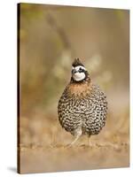 Northern Bobwhite, Texas, USA-Larry Ditto-Stretched Canvas