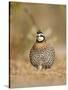Northern Bobwhite, Texas, USA-Larry Ditto-Stretched Canvas