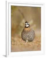 Northern Bobwhite, Texas, USA-Larry Ditto-Framed Premium Photographic Print