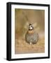 Northern Bobwhite, Texas, USA-Larry Ditto-Framed Photographic Print