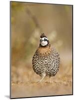 Northern Bobwhite, Texas, USA-Larry Ditto-Mounted Photographic Print