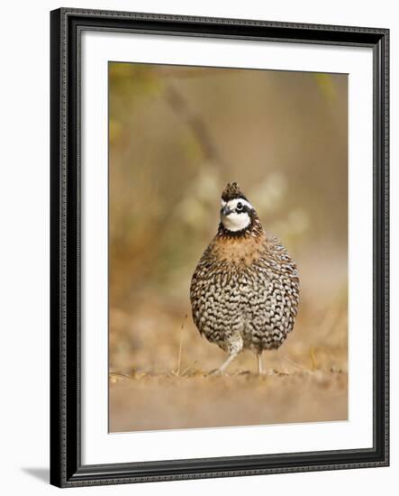 Northern Bobwhite, Texas, USA-Larry Ditto-Framed Photographic Print