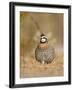 Northern Bobwhite, Texas, USA-Larry Ditto-Framed Photographic Print