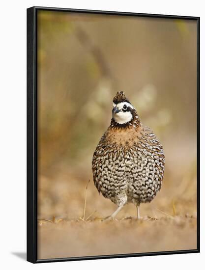 Northern Bobwhite, Texas, USA-Larry Ditto-Framed Photographic Print