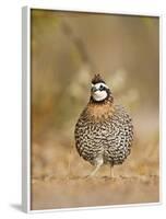 Northern Bobwhite, Texas, USA-Larry Ditto-Framed Photographic Print