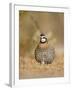 Northern Bobwhite, Texas, USA-Larry Ditto-Framed Photographic Print