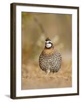 Northern Bobwhite, Texas, USA-Larry Ditto-Framed Photographic Print