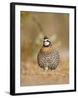 Northern Bobwhite, Texas, USA-Larry Ditto-Framed Photographic Print