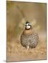 Northern Bobwhite, Texas, USA-Larry Ditto-Mounted Photographic Print