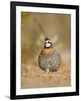 Northern Bobwhite, Texas, USA-Larry Ditto-Framed Photographic Print