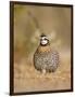 Northern Bobwhite, Texas, USA-Larry Ditto-Framed Photographic Print