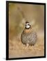 Northern Bobwhite, Texas, USA-Larry Ditto-Framed Photographic Print