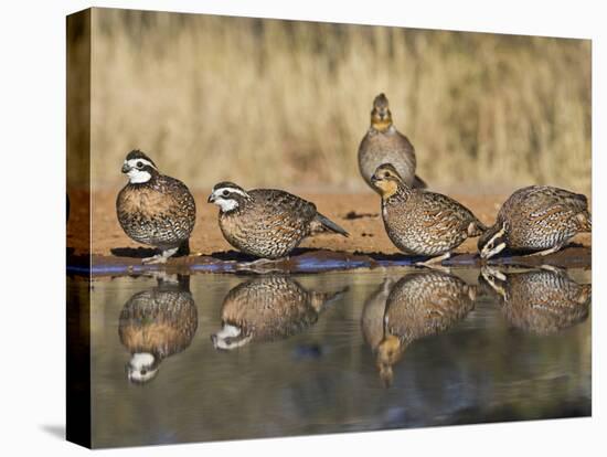 Northern Bobwhite, Texas, USA-Larry Ditto-Stretched Canvas