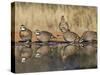 Northern Bobwhite, Texas, USA-Larry Ditto-Stretched Canvas