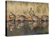 Northern Bobwhite, Texas, USA-Larry Ditto-Stretched Canvas